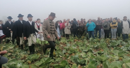 Minden káposzta szárhegyi